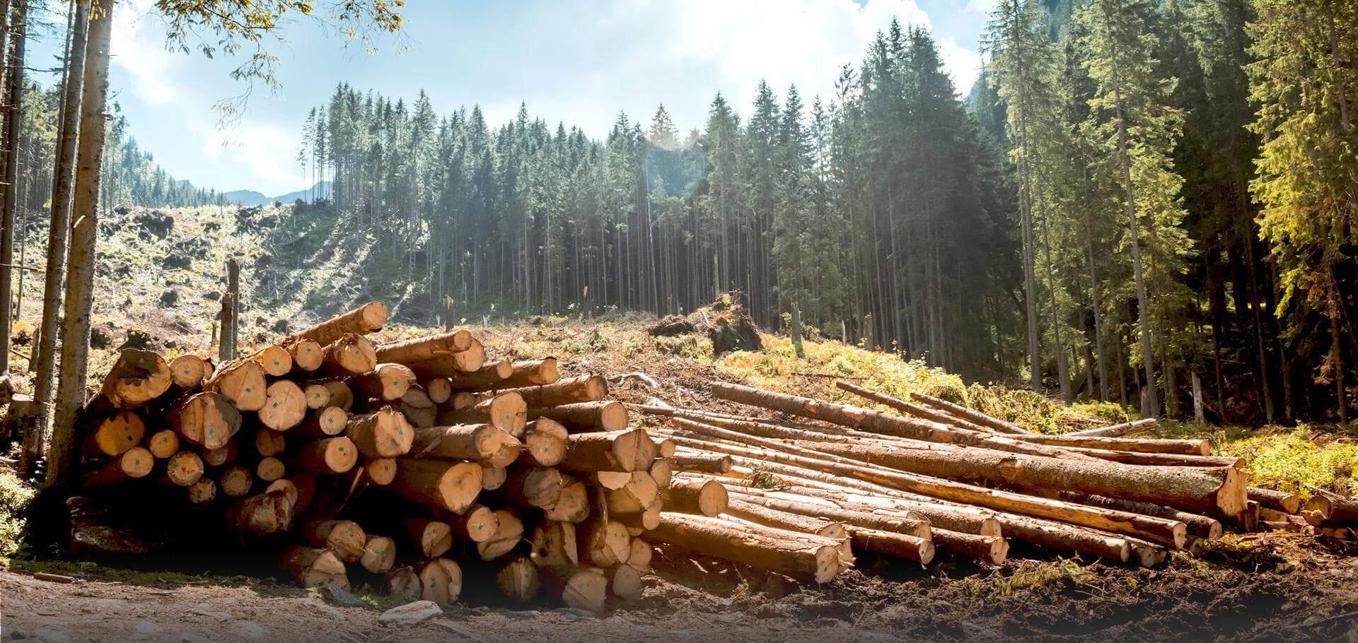 Slajd #2 - wycięte drzewo w lesie