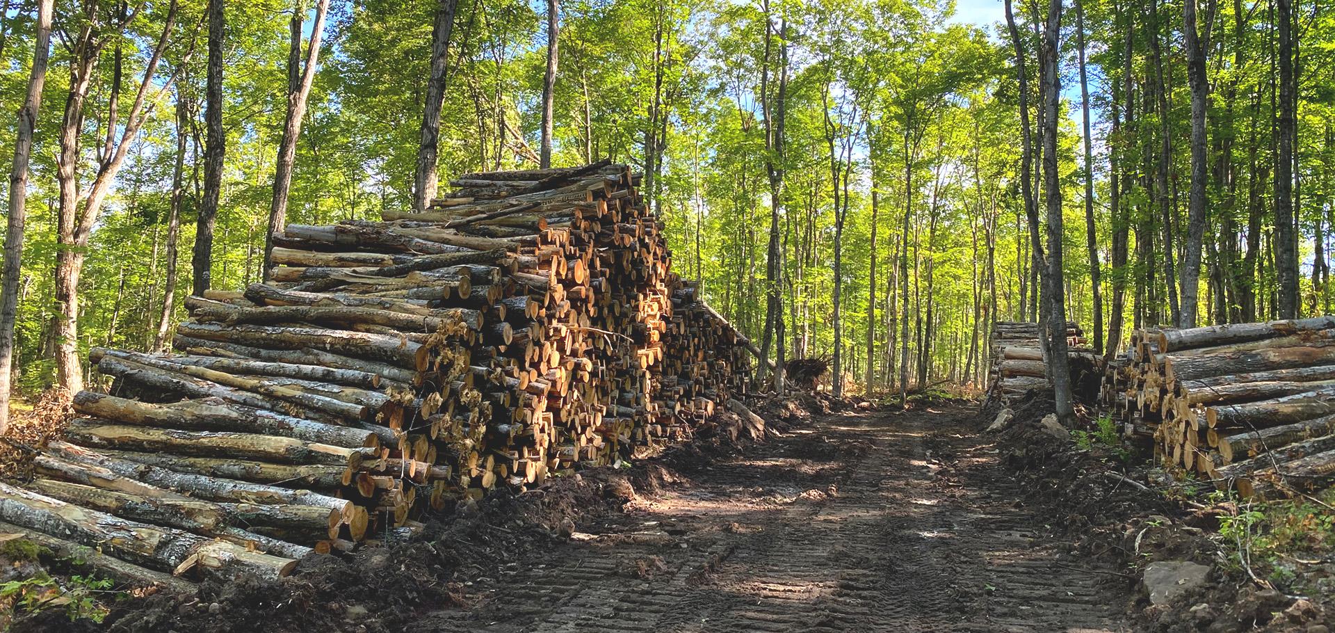 Slajd #3 - pocięte drzewo w lesie